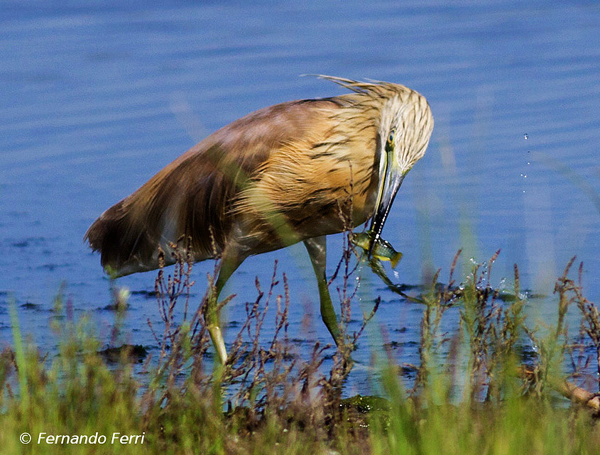 Sgarza ciuffetto - Ardeola ralloides